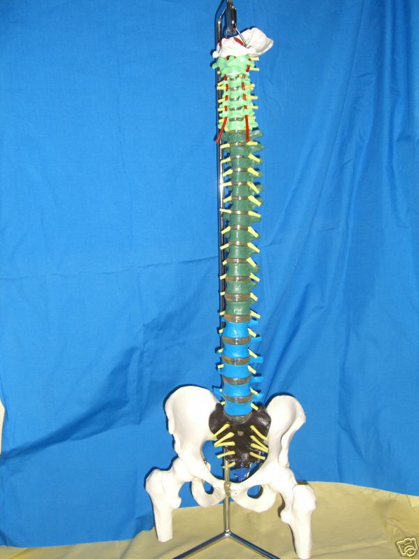 [Science_DIDACTIC_HANGING_FLEXIBLE_SPINAL_COLUMN.jpg]