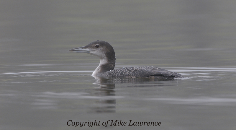 [Great-northern-diver-pic1.jpg]