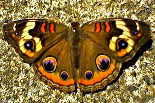 [moth+so+pretty+i+thought+it+was+a+butterfly1.jpg]