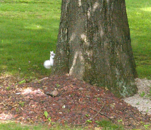 [White+Squirrel+on+Tree.jpg]