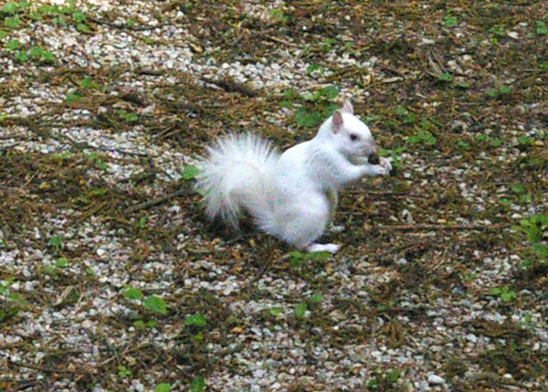 [White+Squirrel.jpg]