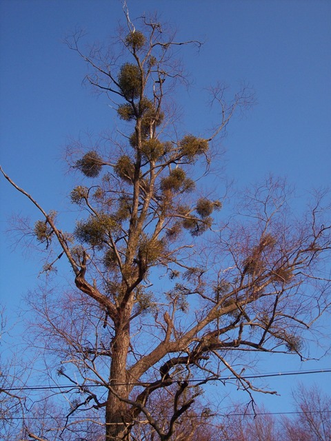 [tree+in+Lazo+with+mistletoe+parasite+April+006+a.jpg]