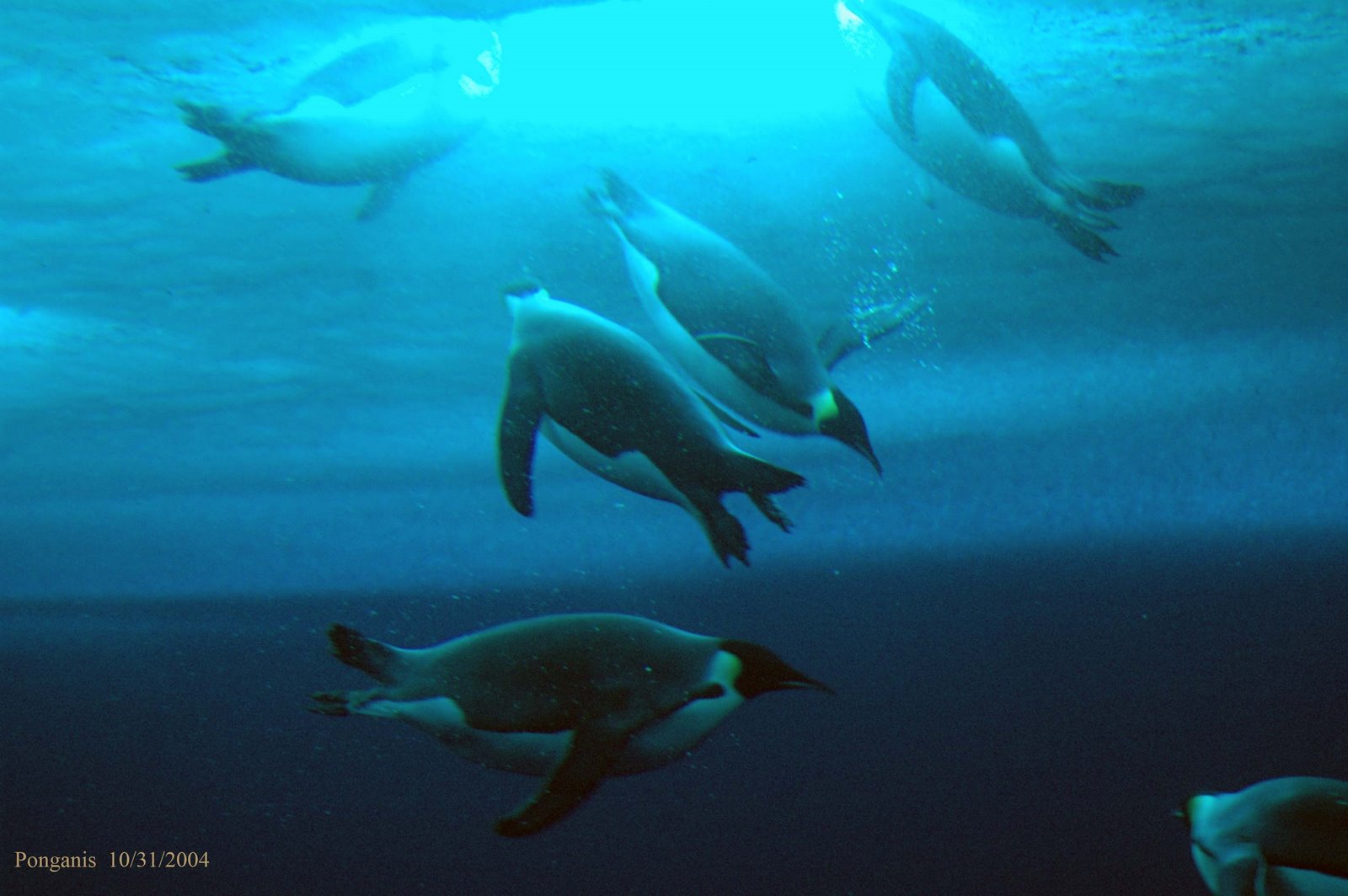 [Penguins+Underwater.jpg]