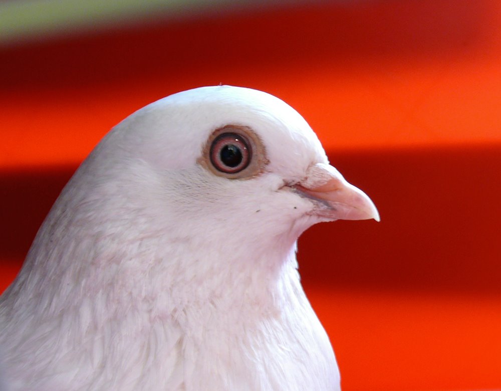 [Little+White+Pigeon.jpg]