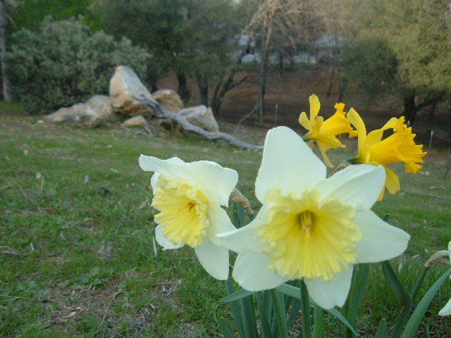 [Spring+Daffodills.JPG]