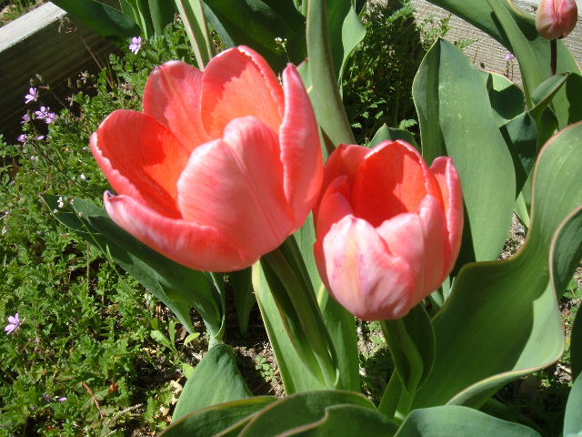 [Pink+Tulips.JPG]