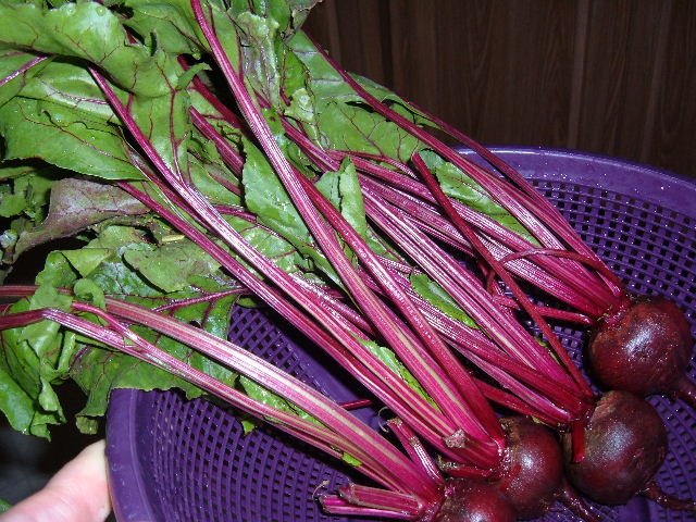 [Beets+Washed+6.08.JPG]