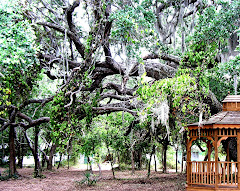 Huge Live Oak tree draped in Spanish Moss