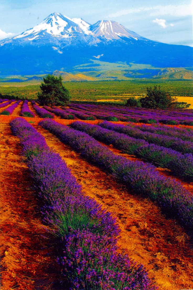 [lavenderfields2.JPG]