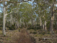 Forest along the track up Mt Direction - 29th July 2008