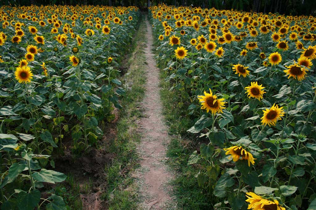 [Sunflowers5.jpg]