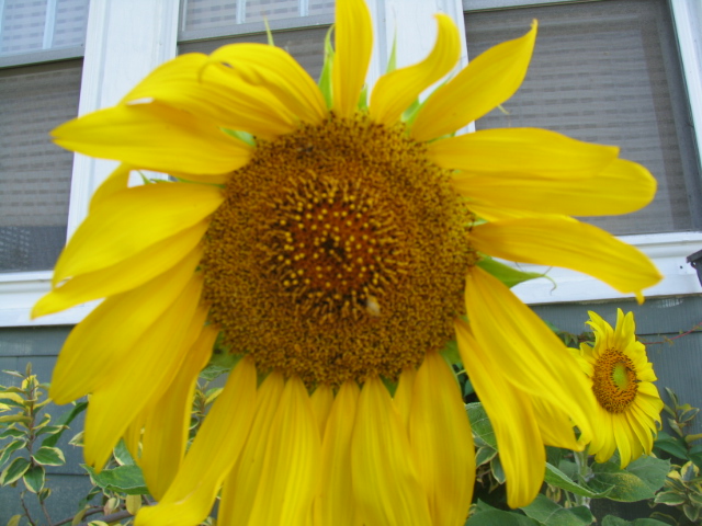 [Sunflower.JPG]