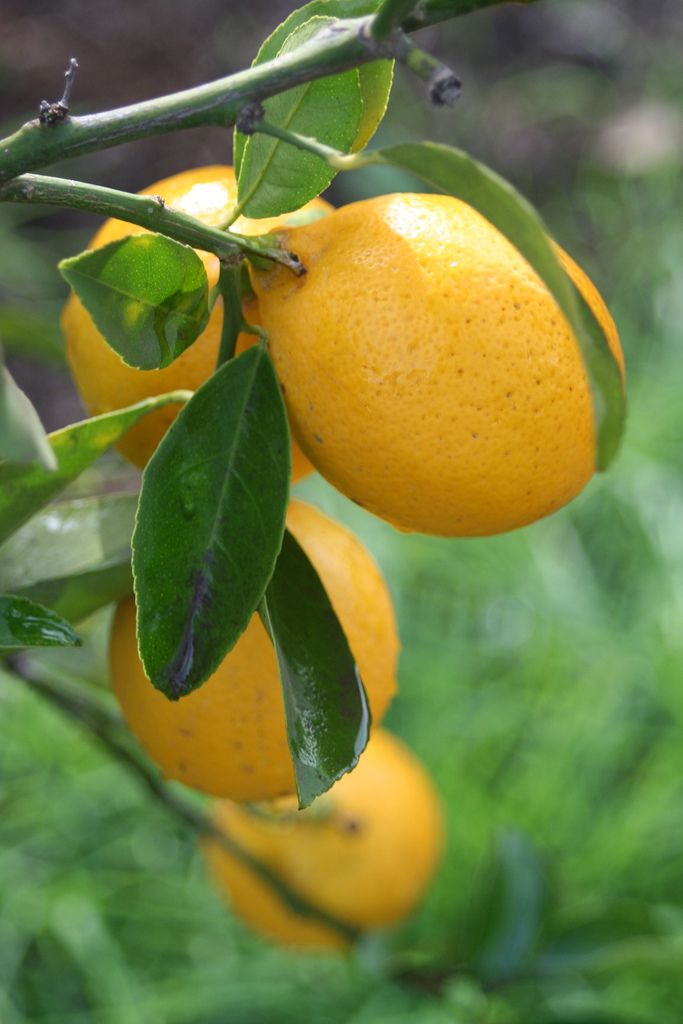 [Lemon+photo+from+elroySF+at+Flickr.jpg]