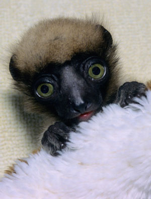 [lemur300[1].jpg]
