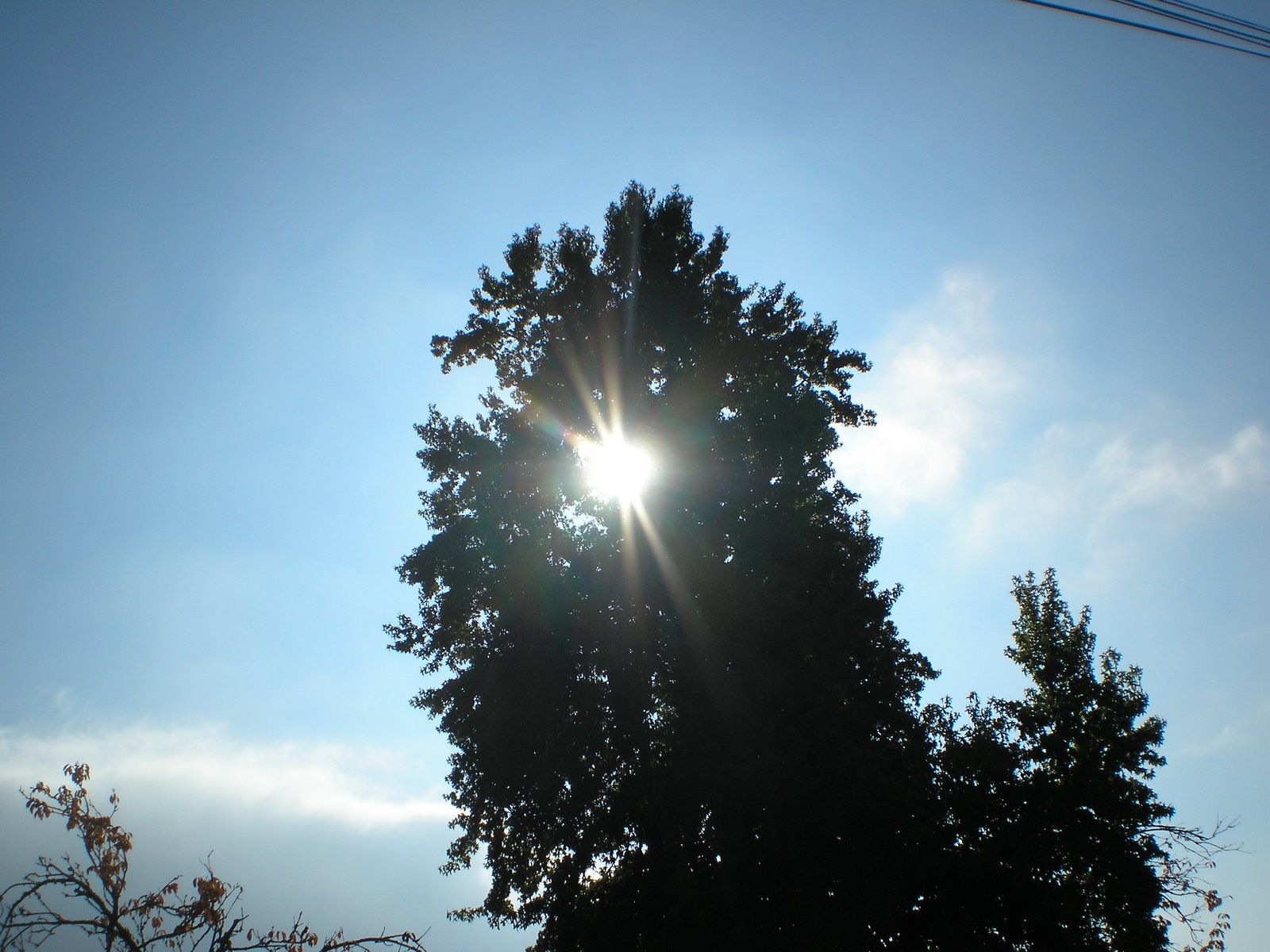 [The+sun+through+a+tree.JPG]
