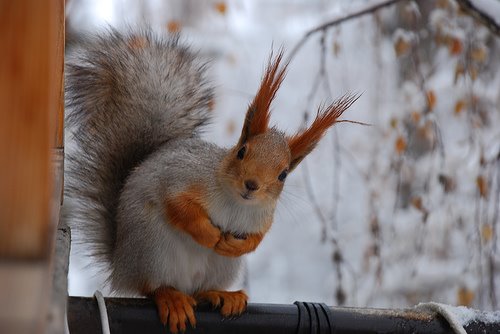 [red+squirrel.jpg]