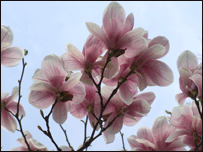[_44365903_magnolia.gif]