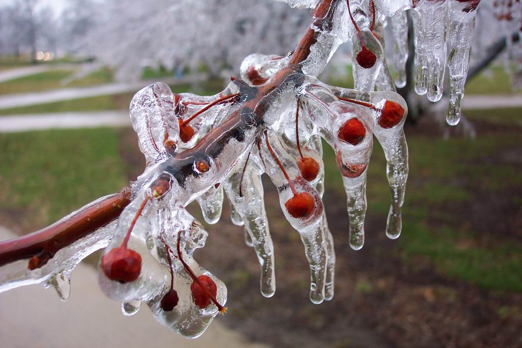 [frozen-cherry-trees-3.jpg]