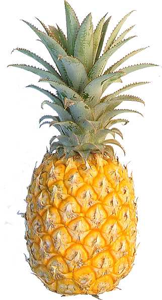 [enb07470x_pineapple.jpg]