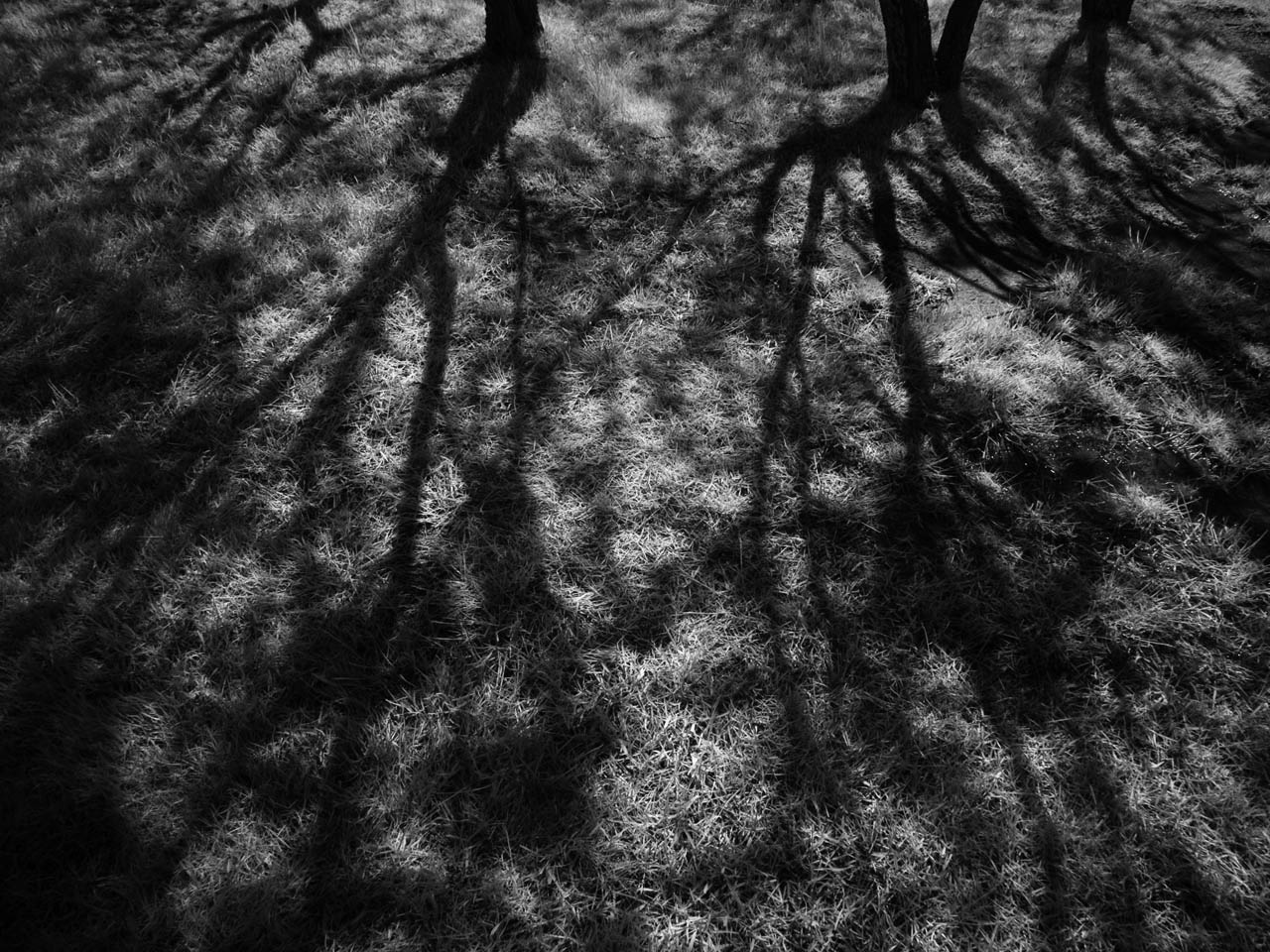 [June+26+2008+Mountains+014+Tree+Shadows.jpg]