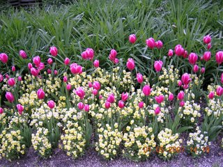 [bunga+tulip.jpg]
