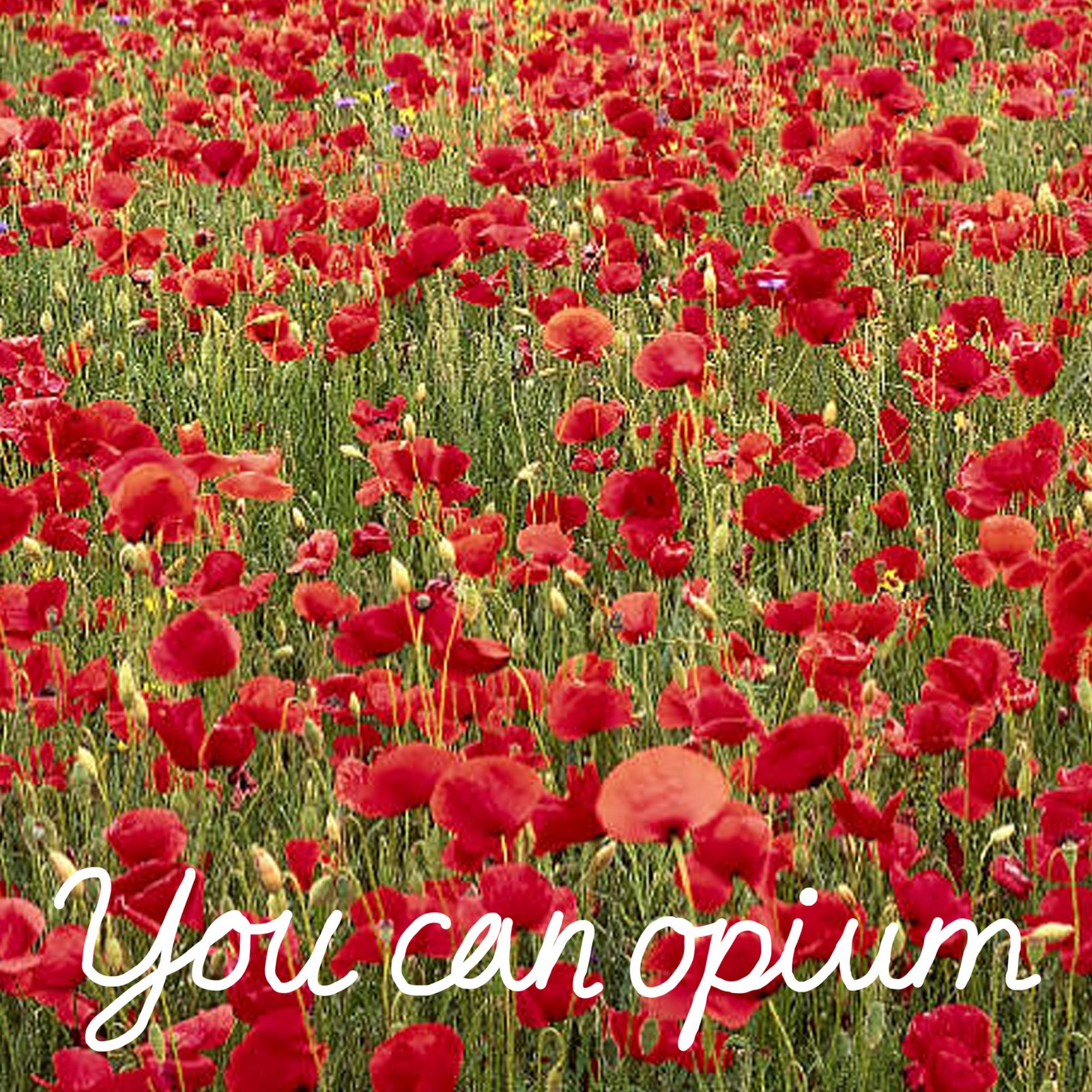 [you+can+opium.jpg]