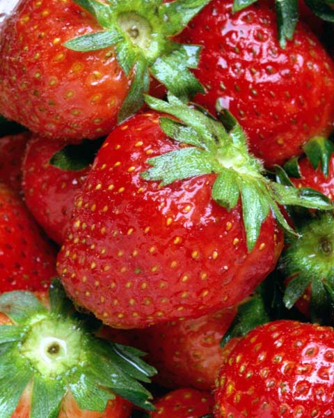 [t.strawberries.jpg]