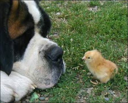 [dog+with+chick.png]