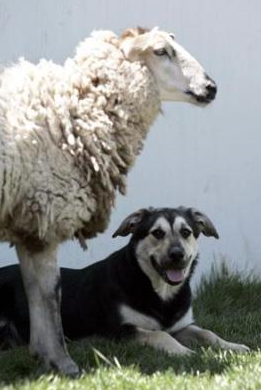 [dog+and+sheep.png]