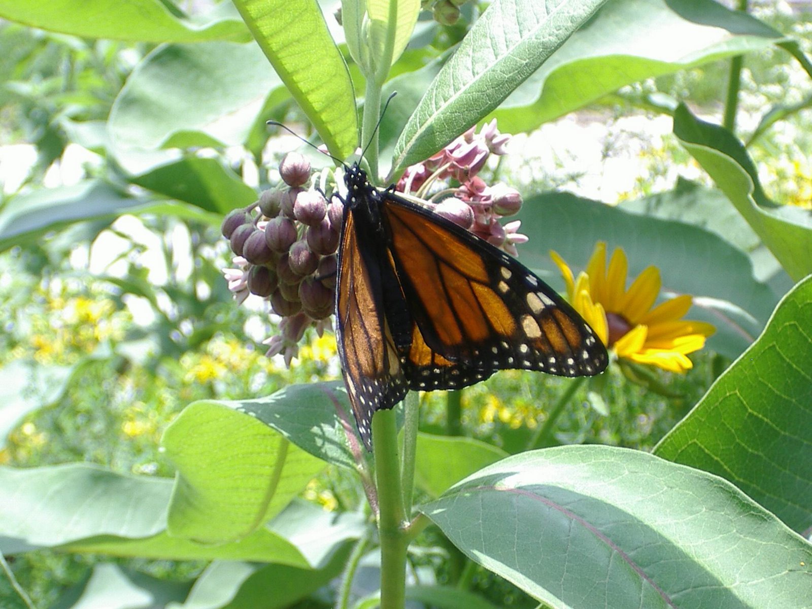 [monarch+on+milkweed.jpg]