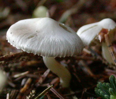 [wild+white+mushroom.jpg]