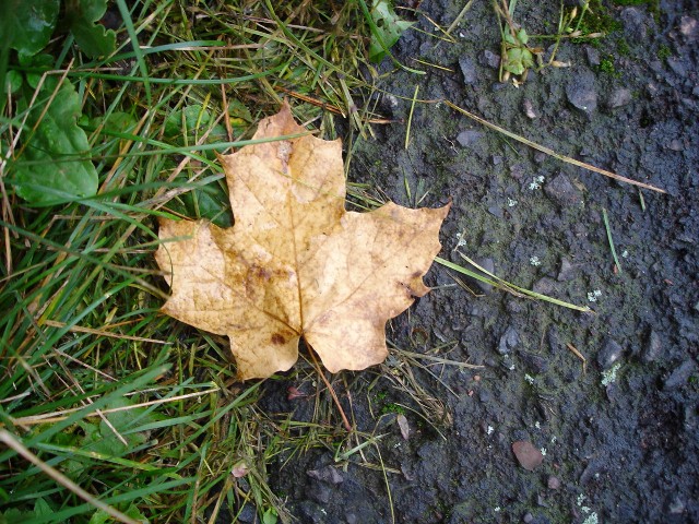 [brown+leaf.jpg]