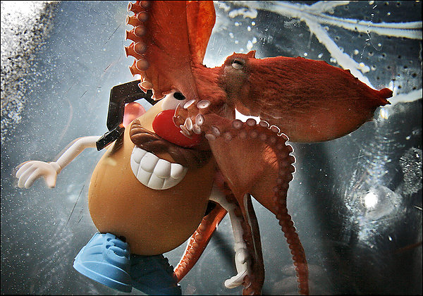 [Octopus+Eating+Mr+Potato+Head.jpg]