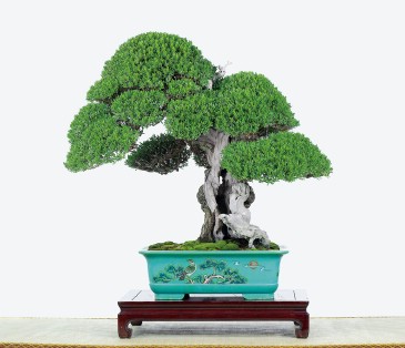 [bonsai+pemphis.jpg]