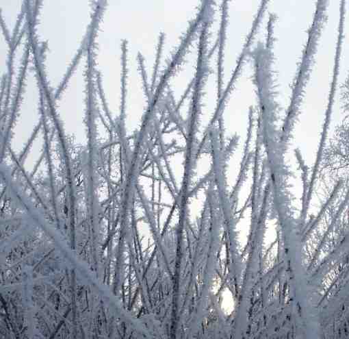 [ice+frost+on+tea+tree.jpg]
