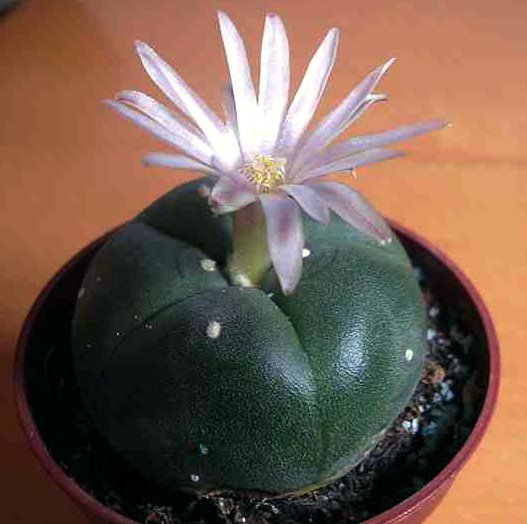 [800px-Flowering_peyote_cactus.jpg]