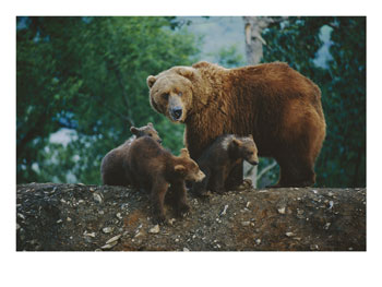[106018~A-Mother-Grizzly-Bear-Looks-over-Her-Shoulder-as-Her-Cubs-Sit-at-Her-Feet-Posters.jpg]