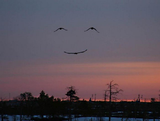 [Smiling+Birds.bmp]