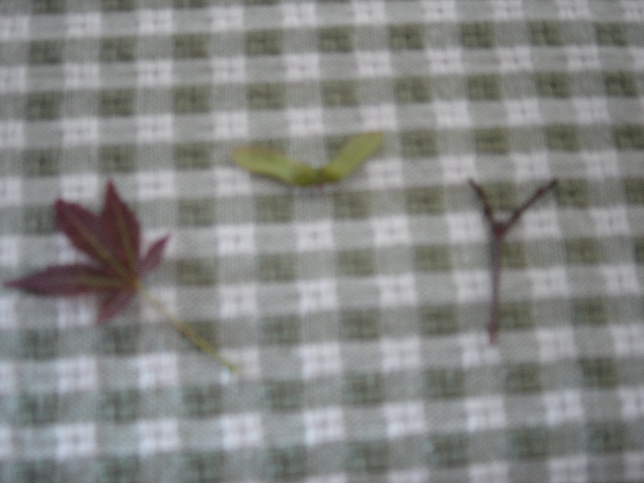 [leaves.jpg]