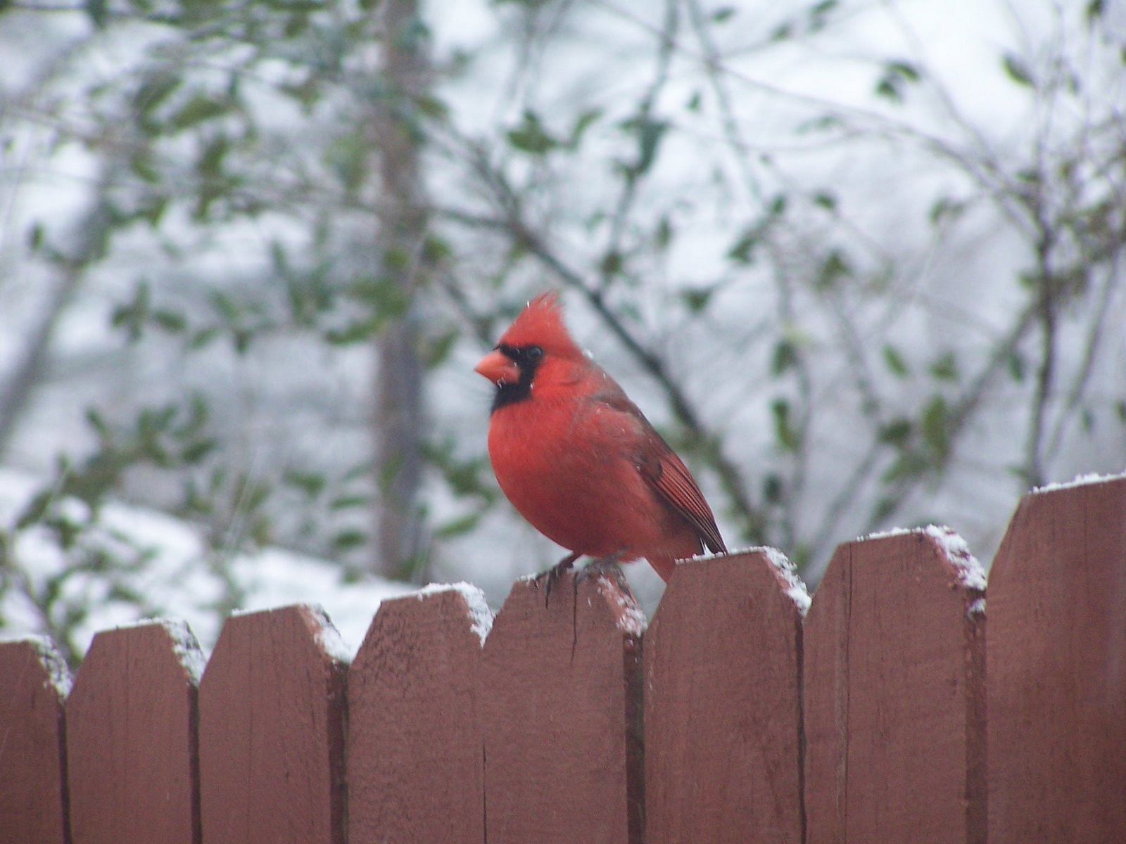 [Redbird+on+the+fence.JPG]