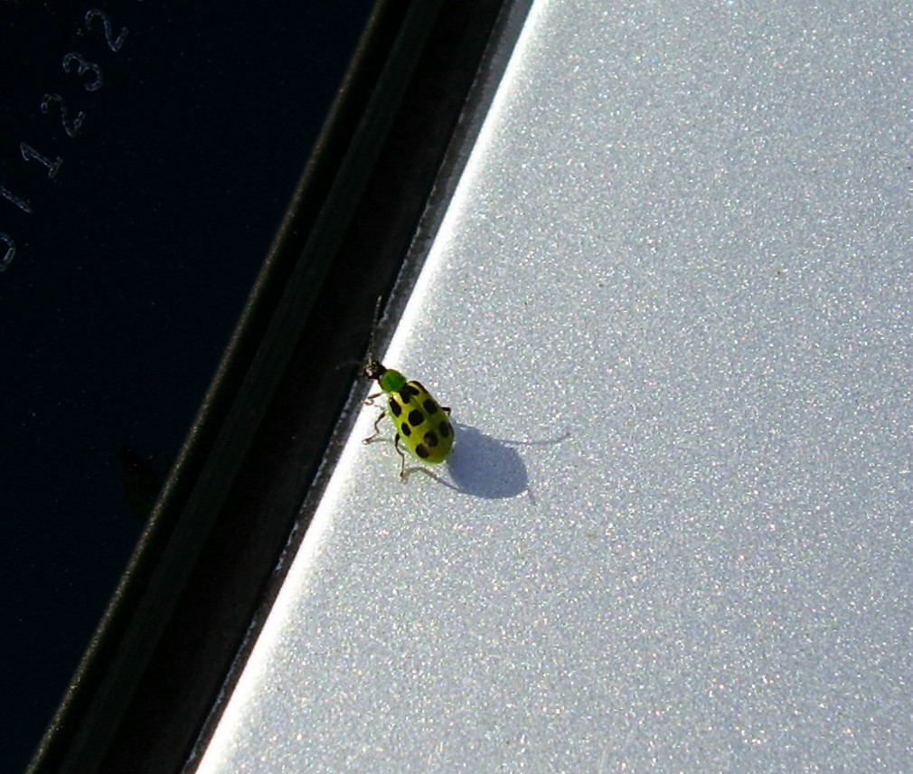[Ladybug+green.jpg]