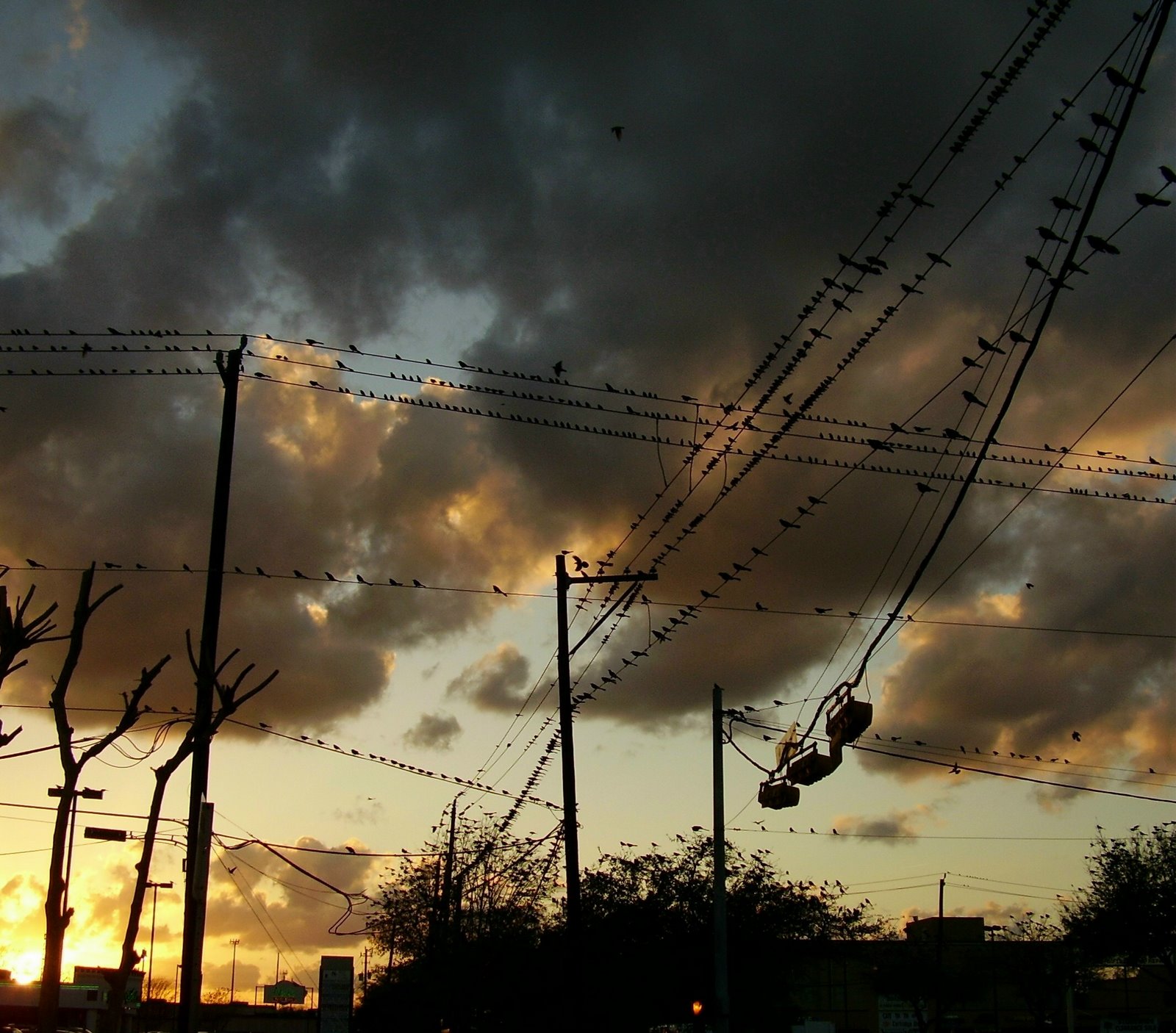 [Birds+on+Wires+3.jpg]