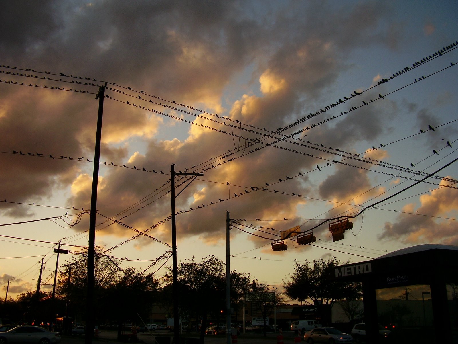 [Birds+on+Wires.jpg]