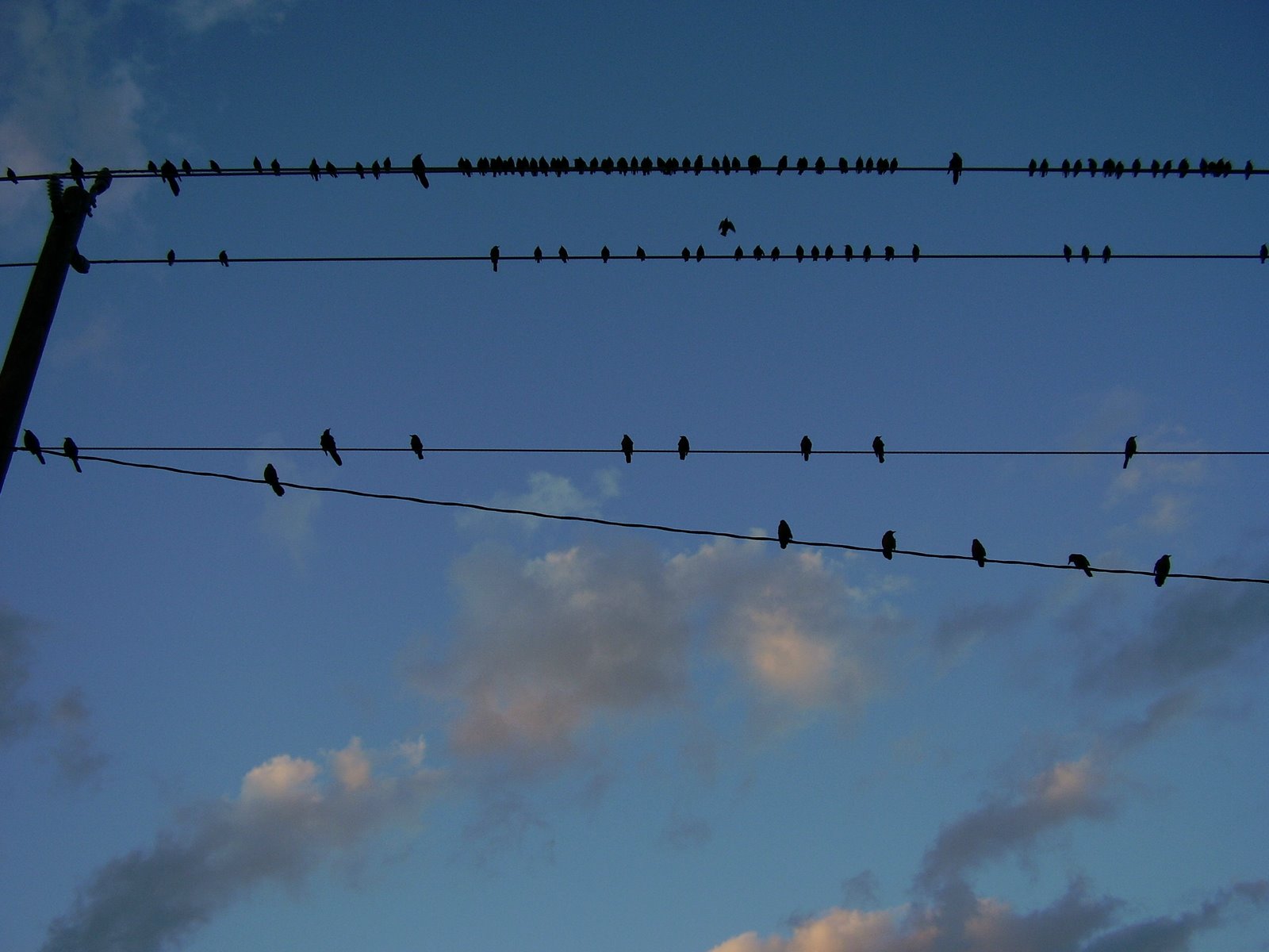 [Birds+on+Wires+2.jpg]