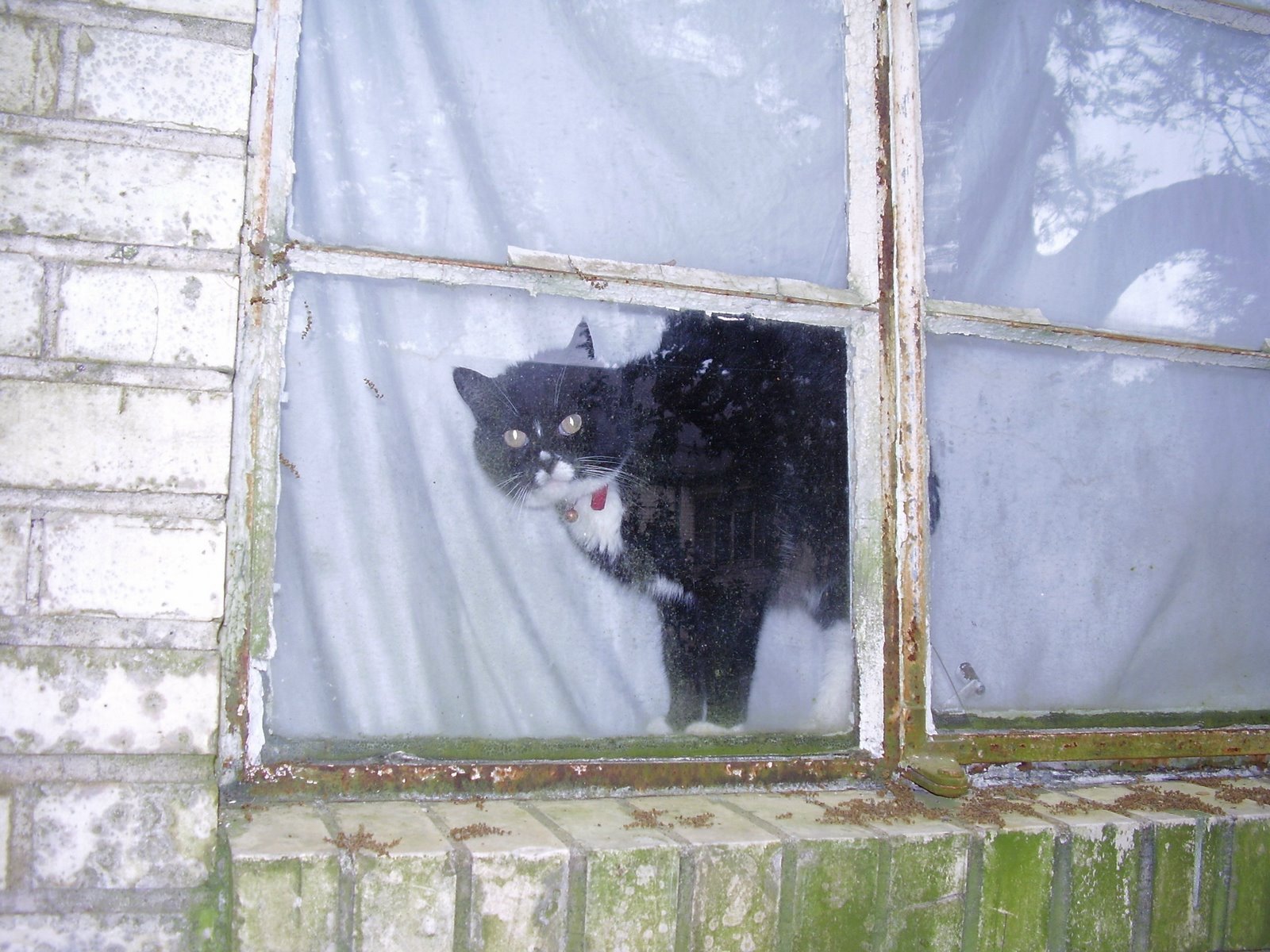 [Window+Cat.jpg]