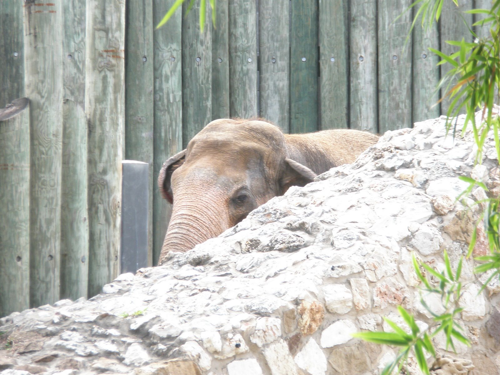[Zoo+Elephant.jpg]