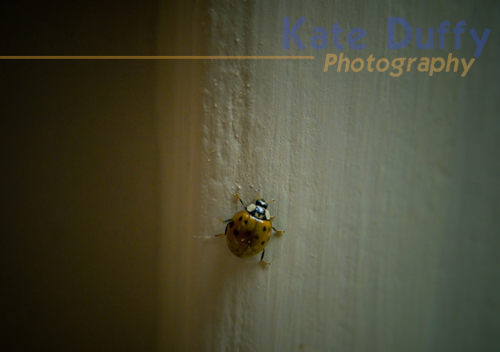 [0108_ladybugs_0002.jpg]