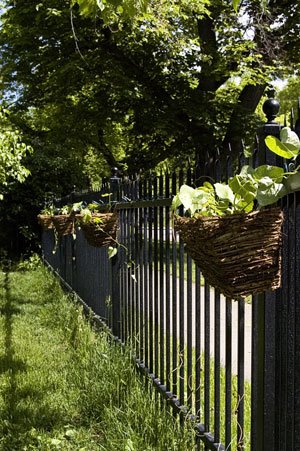 [fence_planters_morning_glor.jpg]