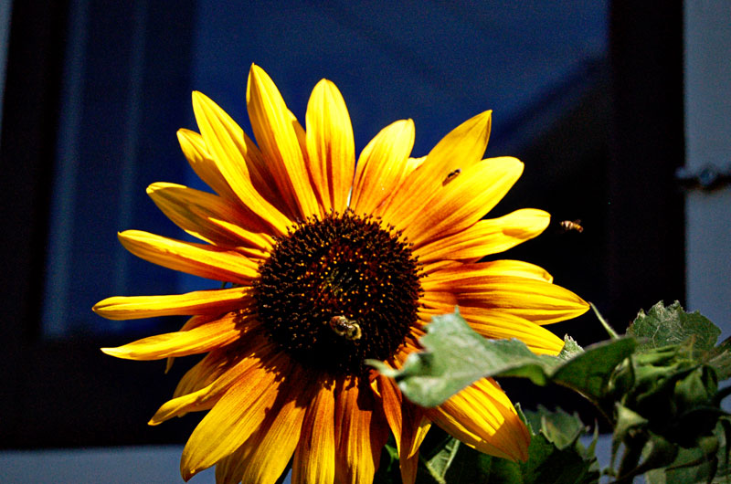 [sunflower_1.jpg]