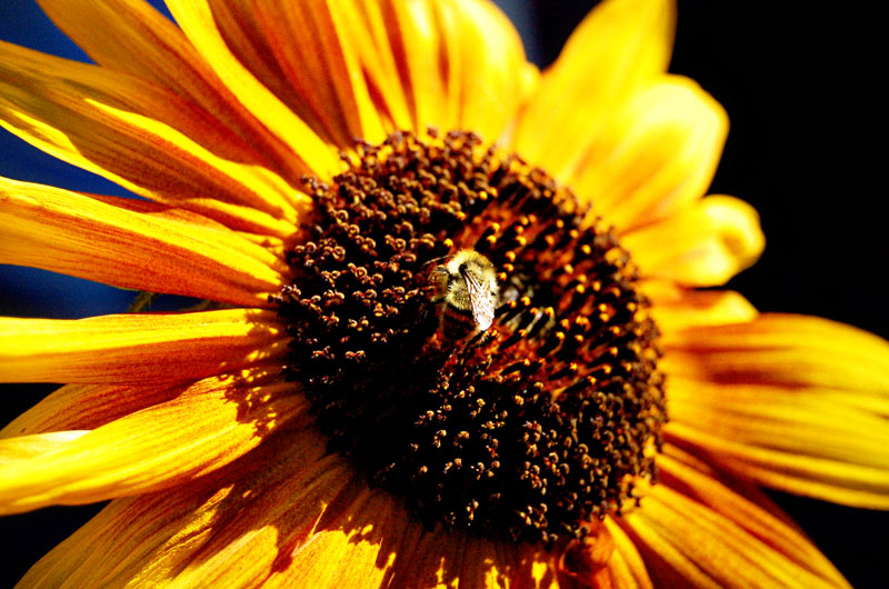 [sunflower_3.jpg]